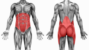 core-muscles-highlighted